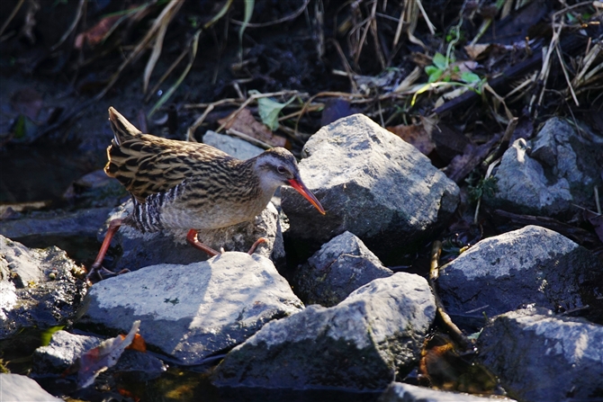 NCi,Water Rail